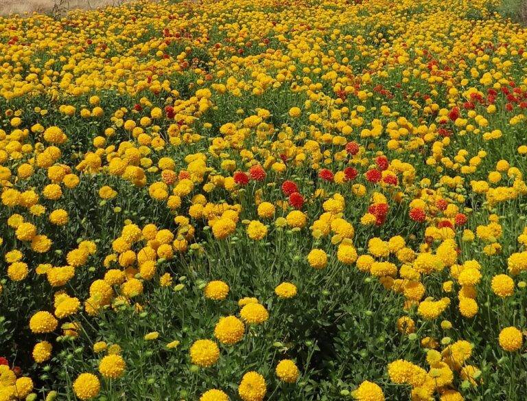 Voter Perception of Election Integrity